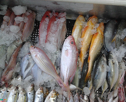魚(yú)類配送
